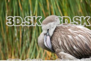 Head texture of gray flamingo 0016